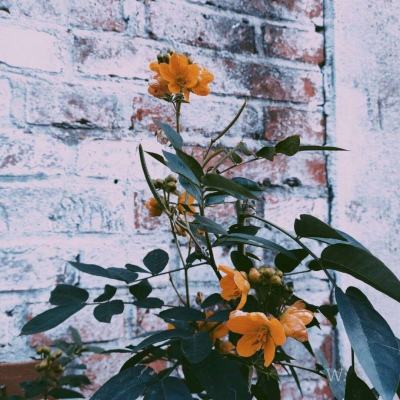 欧意交易平台下载